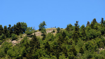 Από τα ελληνικά βουνά στα αντικαρκινικά φάρμακα - Τι δείχνει μελέτη του ΑΠΘ για τον ίταμο