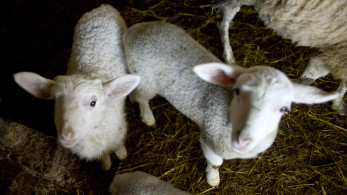 ΥΠΑΑΤ: έως 4 Απριλίου οι αιτήσεις για 45 θέσεις ΙΔΟΧ κατά της ευλογιάς των αιγοπροβάτων