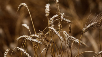Στο ΦΕΚ οι συνδεδεμένες ενισχύσεις σε σιτάρι και κριθάρι - Πότε αναμένεται η πληρωμή