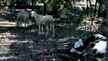 ΥΠΑΑΤ: συνολικά μέχρι σήμερα έχουν επιβεβαιωθεί 13 κρούσματα αφθώδους στη Μυτιλήνη