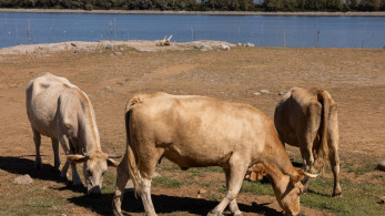 ΥΠΑΑΤ: τρία νέα επιβεβαιωμένα κρούσματα αφθώδους πυρετού στη Λέσβο