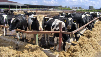 ΥΠΑΑΤ: σχέδιο έκτακτης ανάγκης για τον αφθώδη πυρετό - Διακόπτεται η παραλαβή γάλακτος στη Μυτιλήνη