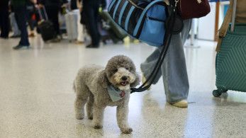 Μεγάλο ενδιαφέρον διεθνών ΜΜΕ για την επιχείρηση επαναπατρισμού κατοικιδίων από τη Μέση Ανατολή