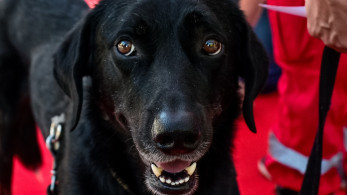 Χαλκιδική: Νεκροί 21 σκύλοι από φονικά δολώματα