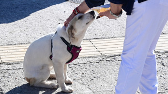 6 απλοί τρόποι για να κάνετε τον σκύλο σας πιο χαρούμενο και πιο έξυπνο
