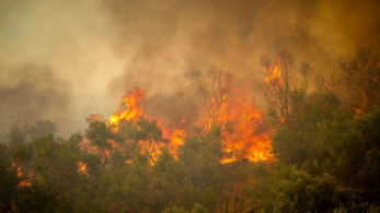 Meteo: τα τελευταία 10 χρόνια κάηκε το 42% των δασών της Αττικής