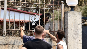 Φωτιές στην Αττικοβοιωτία: Αγώνας δρόμου για τα εγκλωβισμένα ζώα - Το ΔΙΚΕΠΑΖ σώζει σκυλιά και γάτες από τις φλόγες