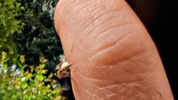 Ιός Δυτικού Νείλου: 47 νέα κρούσματα, 4 νέοι θάνατοι την εβδομάδα μέχρι τις 19/8