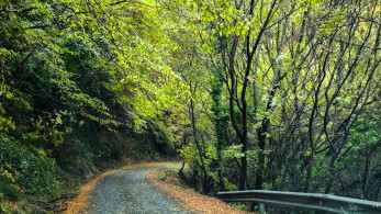 Δάση: Η προειδοποίηση σοκ του ΟΗΕ για την κλιματική κρίση και την επισιτιστική ασφάλεια