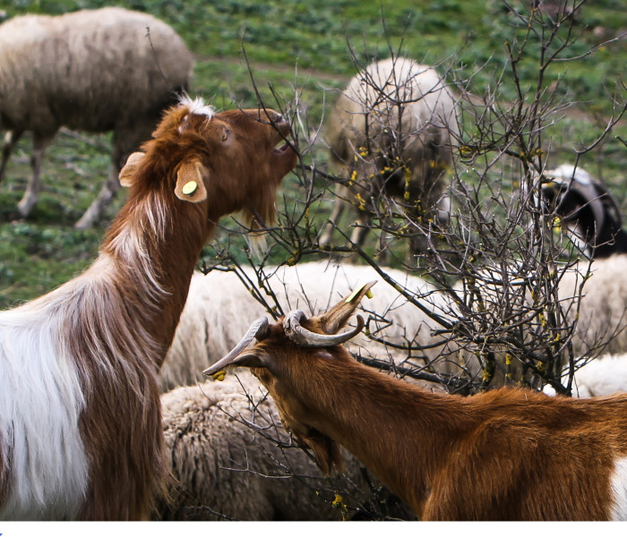 ΥΠΑΑΤ: εντατικοί έλεγχοι και αυστηρά μέτρα για την ευλογιά αιγοπροβάτων και τις γιορτές