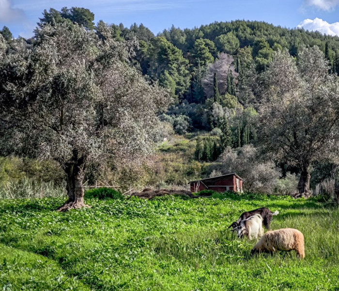 Γιώργος Κεφαλάς: «Δεν υπάρχει μελέτη που να αναγνωρίζει την φυλή αιγοπροβάτων του Ρουμλουκίου»