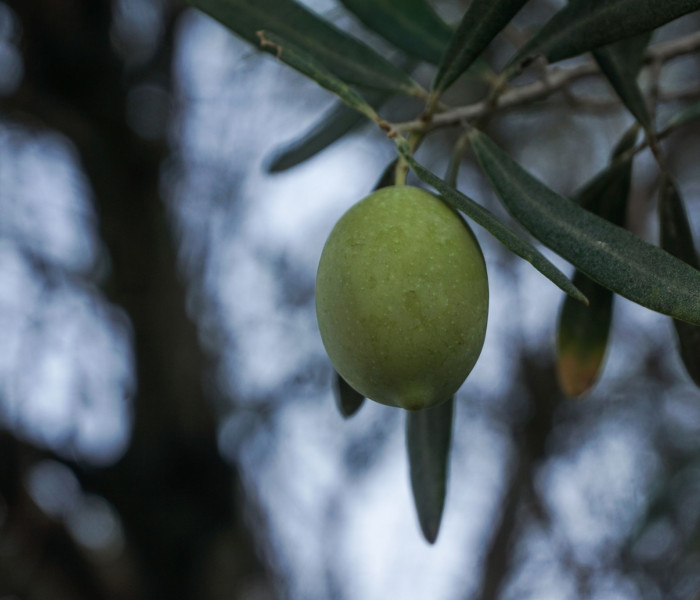 Οι «κρυμμένες» ποσότητες ελαιολάδου ενεργοποιούν την Επιτροπή Ανταγωνισμού